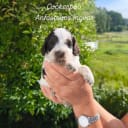 Cockerpoo