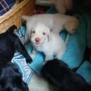 Labrador & Golden doodle