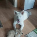 Akita inu