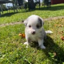 Australian shepherd
