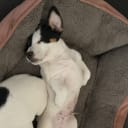 Jack russell terrier