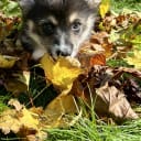 Welsh corgi pembroke