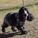 Cocker spaniel