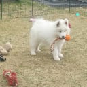 Samoyed