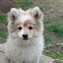 German Spitz – Mittelspitz
