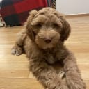 Labradoodle