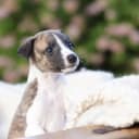 Whippet