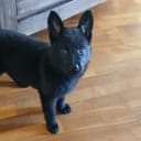 Tysk Schäferhund