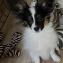 Papillon