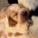 Cocker spaniel