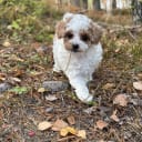 Cavapoo