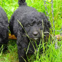 Bernerdoodle