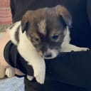 Jack russell terrier
