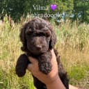Labradoodle