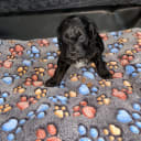 Shihpoo
