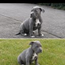 American bully