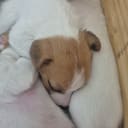 Jack russell terrier