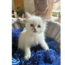 Ragdoll
