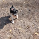 Danish Swedish Farmdog