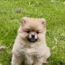 Pomeranian