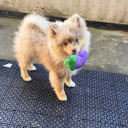 Pomeranian