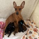 Miniature Pinscher