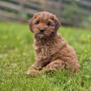 Cockerpoo
