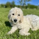 Goldendoodle
