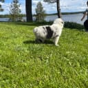 Australian shepherd
