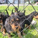 Airedaleterrier