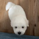 Coton de tuléar