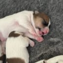 Jack russell terrier