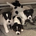 Jack Russell terrier