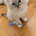 Ragdoll