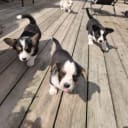 Welsh corgi cardigan