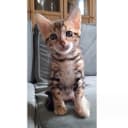 Bengal