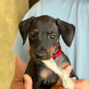 Manchesterterrier