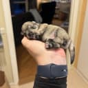 Miniature Schnauzer