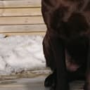 Labrador retriever