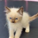 Ragdoll