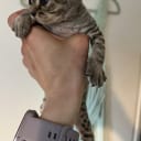 Devon Rex
