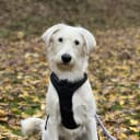 Labradoodle