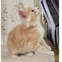 Norsk skogkatt