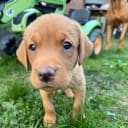 Labrador retriever