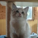 Ragdoll