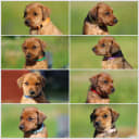 Pinscher