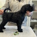 Kerry Blue Terrier