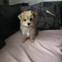 Bichon Frisé × Yorkshireterrier ( Yochon)