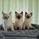 Ragdoll/Neva masquerade