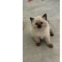 Ragdoll